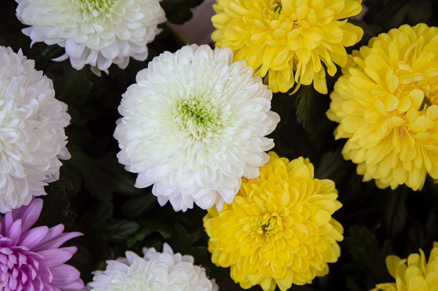 Guida alla scelta dei fiori